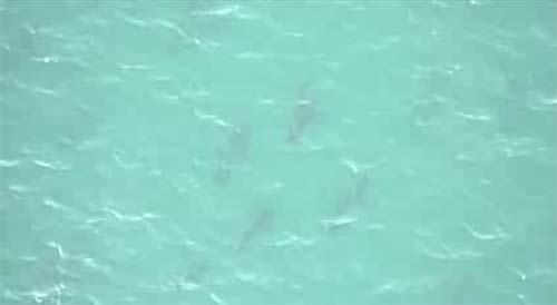 ฟลอริด้าสั่งปิดหลายหาดชั่วคราว หลังพบฝูงปลาฉลามนับพันนอกฝั่ง