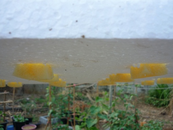 ง่ายจริงนะ! ปลูกผักไฮโดรโปนิกส์ปลอดสารพิษด้วยตัวเอง 