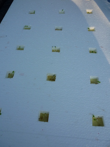 ง่ายจริงนะ! ปลูกผักไฮโดรโปนิกส์ปลอดสารพิษด้วยตัวเอง 