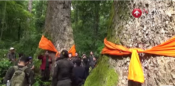 พบต้นจำปีหลวง ขนาด 9 คนโอบที่ลำปาง คาดใหญ่ที่สุดในโลก