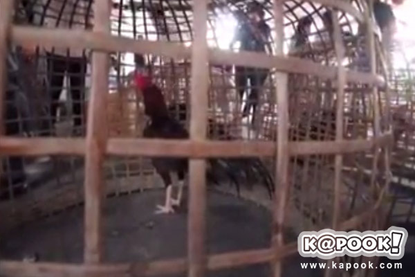  ตำรวจชุดจู่โจม บุกจับบ่อนไก่ชื่อดังกลางกรุง รวบเซียนไก่ได้เกือบ 100 ราย