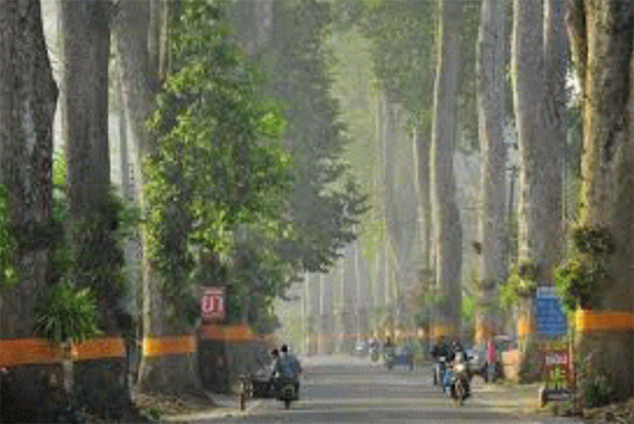 ประกาศเขตคุ้มครอง ถนนสายต้นยางนาเชียงใหม่-ลำพูน