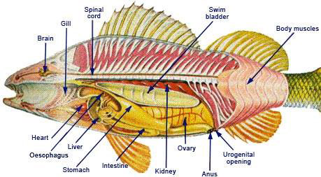 ปลาตัวขาดครึ่งท่อน