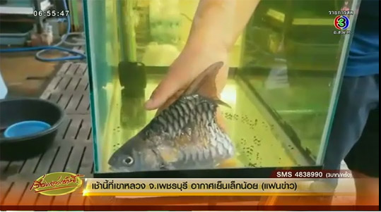 บุญครึ่ง ปลาขาดครึ่งท่อน