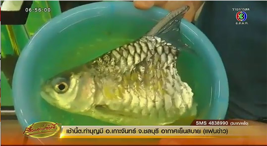 บุญครึ่ง ปลาขาดครึ่งท่อน