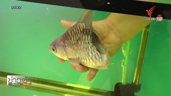 ปลาตัวขาดครึ่งท่อน