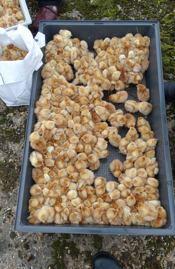 ลูกเจี๊ยบ