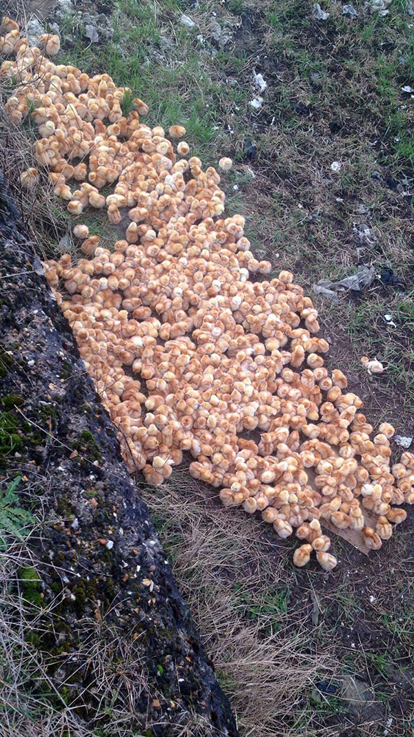 ลูกเจี๊ยบ