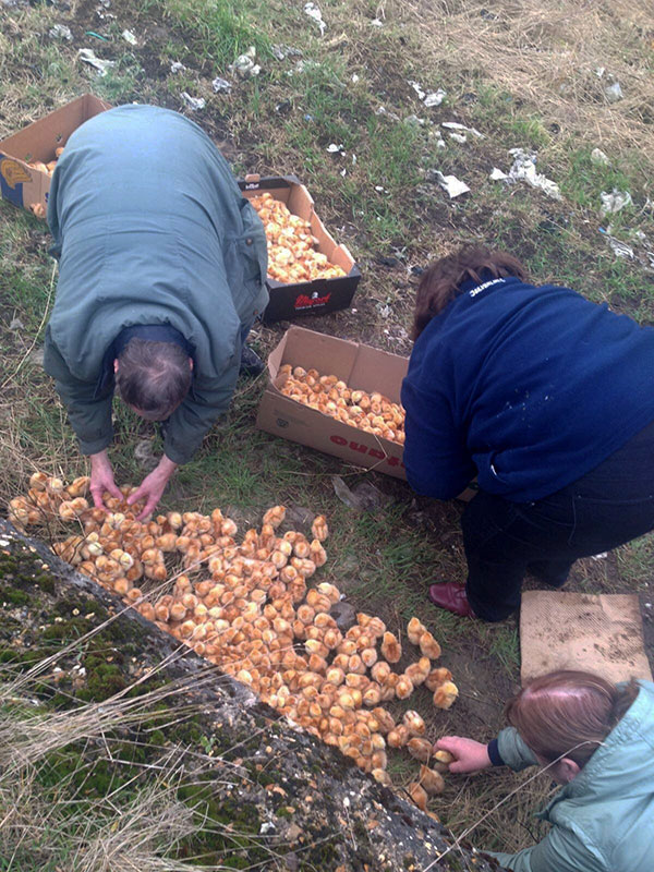 ลูกเจี๊ยบ