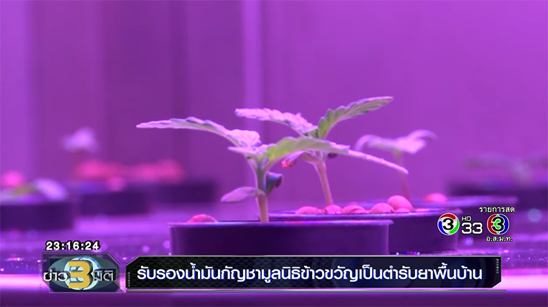 น้ำมันกัญชา