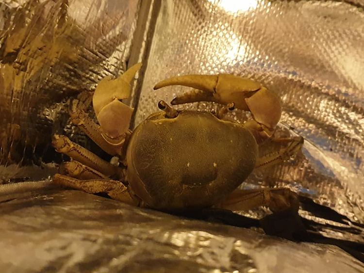 หนุ่ม Grab เล่านาทีเจอ Crab ปูไก่ท้องแก่ พาขึ้นรถข้ามเมืองไปปล่อยป่าชายเลน