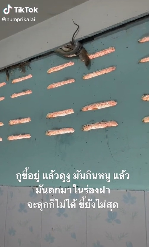 สาวกรี๊ดนั่งปลดทุกข์เพลิน ๆ เงยหน้าเจองูกินหนูโผล่ให้เห็นจะจะ ลุกไม่ได้..มันยังไม่สุด