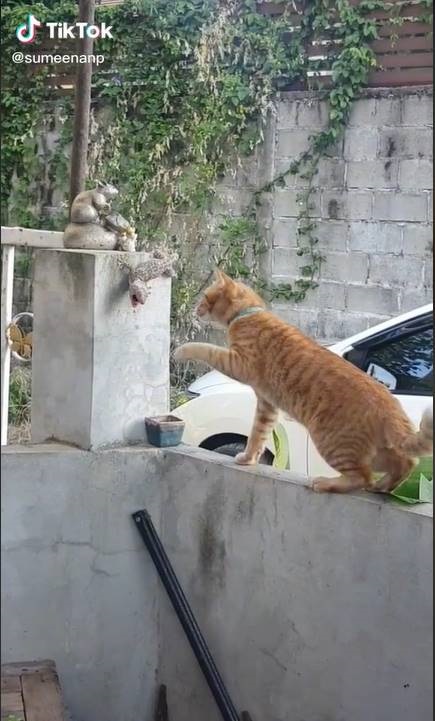 ศึกแมวหมู่ ! ล้อมตุ๊กแก พี่เขาเหนียวขนาดไหน เหมียว 3 ตัวยังเอาไม่ลง