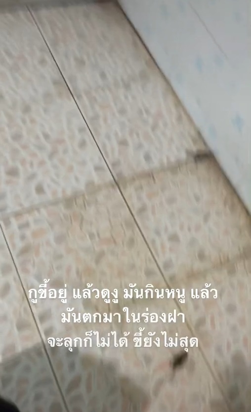 สาวกรี๊ดนั่งปลดทุกข์เพลิน ๆ เงยหน้าเจองูกินหนูโผล่ให้เห็นจะจะ ลุกไม่ได้..มันยังไม่สุด