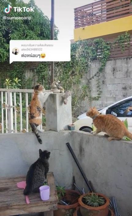 ศึกแมวหมู่ ! ล้อมตุ๊กแก พี่เขาเหนียวขนาดไหน เหมียว 3 ตัวยังเอาไม่ลง