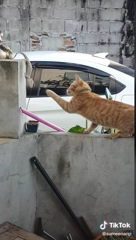 ศึกแมวหมู่ ! ล้อมตุ๊กแก พี่เขาเหนียวขนาดไหน เหมียว 3 ตัวยังเอาไม่ลง