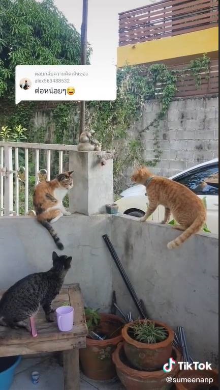 ศึกแมวหมู่ ! ล้อมตุ๊กแก พี่เขาเหนียวขนาดไหน เหมียว 3 ตัวยังเอาไม่ลง