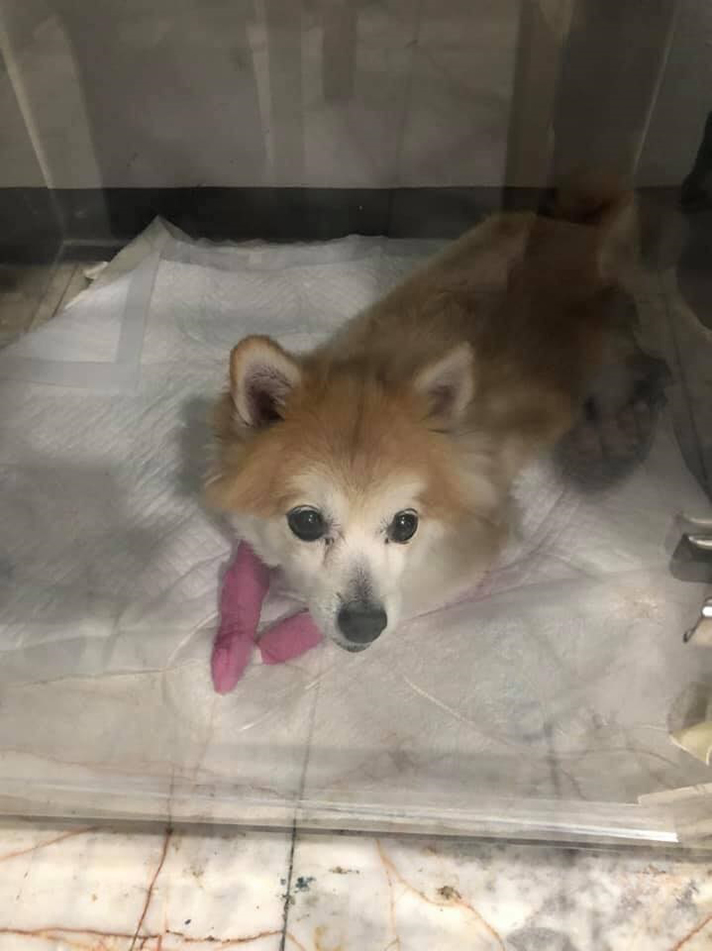 หนุ่ม 16 ตัดใจขายการ์ดจอของหวง หาเงินรักษาน้องหมา เลี้ยงมา 10 ปีไม่อยากให้ตาย