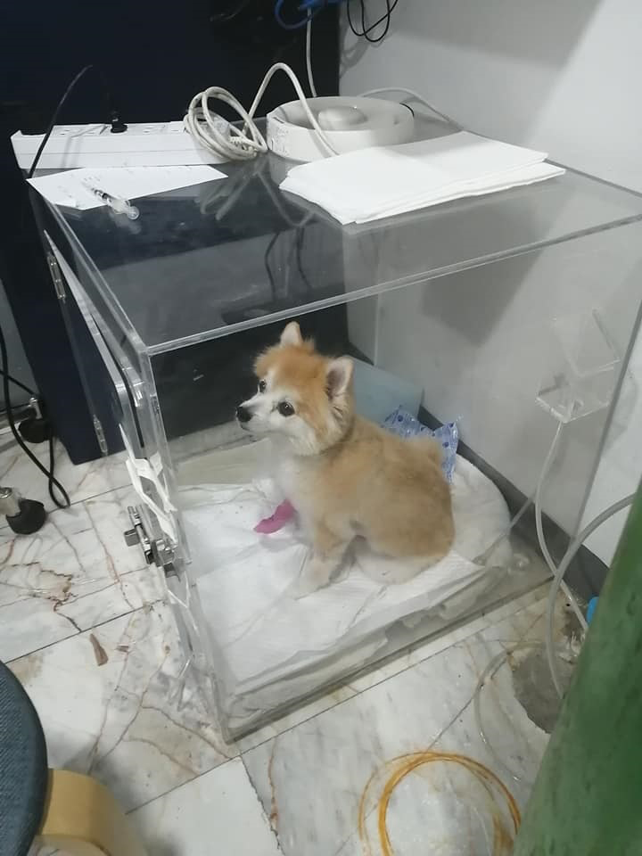 หนุ่ม 16 ตัดใจขายการ์ดจอของหวง หาเงินรักษาน้องหมา เลี้ยงมา 10 ปีไม่อยากให้ตาย