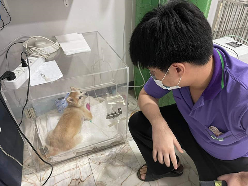 หนุ่ม 16 ตัดใจขายการ์ดจอของหวง หาเงินรักษาน้องหมา เลี้ยงมา 10 ปีไม่อยากให้ตาย