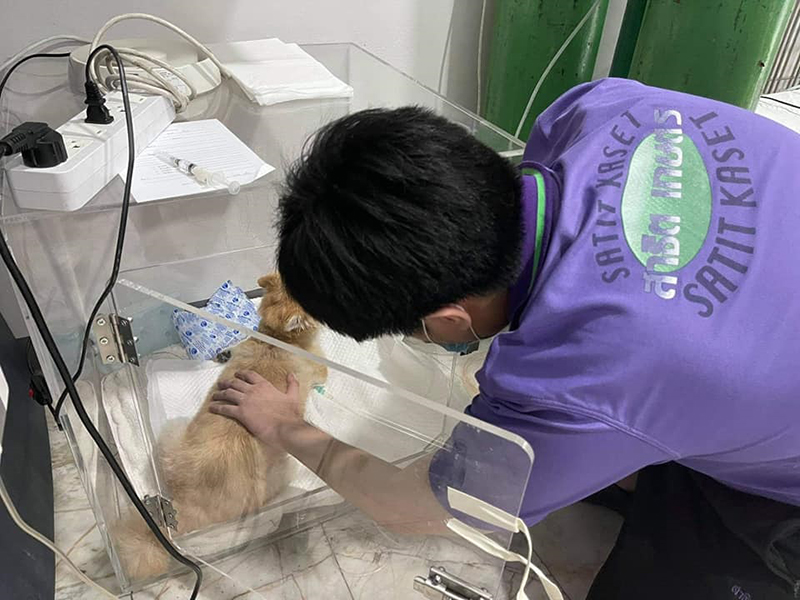 หนุ่ม 16 ตัดใจขายการ์ดจอของหวง หาเงินรักษาน้องหมา เลี้ยงมา 10 ปีไม่อยากให้ตาย