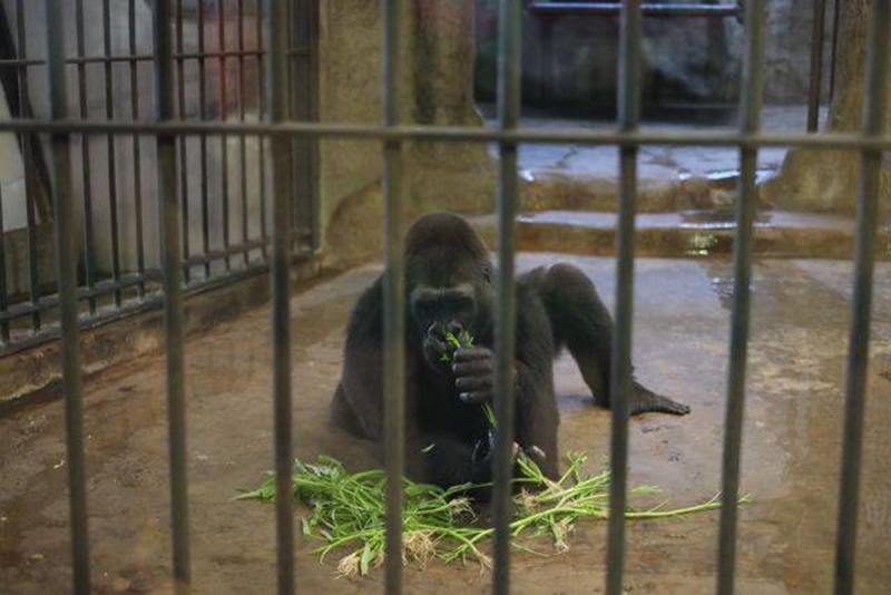 ผุดแพลนช่วย กอริลลาบัวน้อย กลับบ้านเกิดก่อนตาย แต่เจอตั้งราคาขาย 30 ล้าน !?