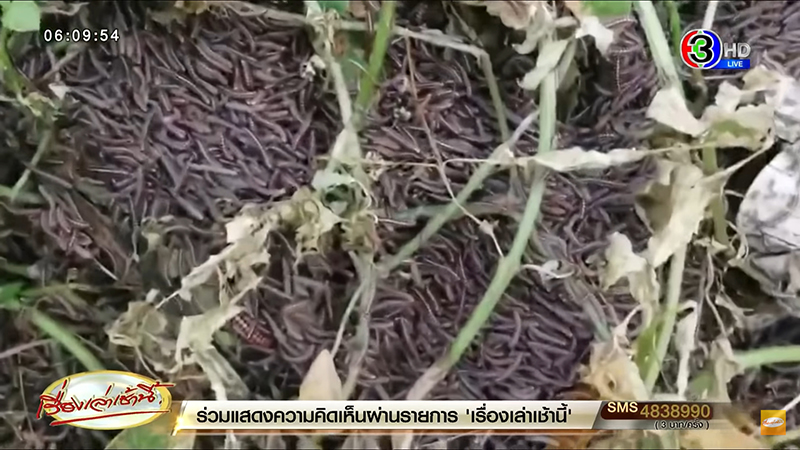 กิ้งกือนับล้าน บุกบ้านคน