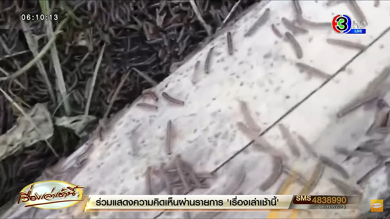 กิ้งกือนับล้าน บุกบ้านคน