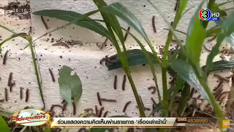 กิ้งกือนับล้าน บุกบ้านคน