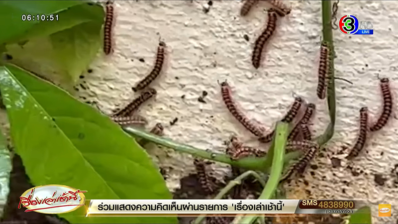 กิ้งกือนับล้าน บุกบ้านคน