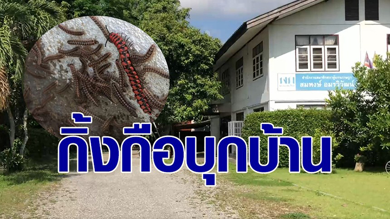 กิ้งกือนับล้าน บุกบ้านคน