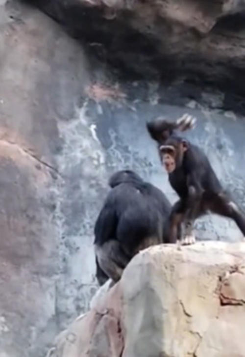 ลูกลิงเกเร ขว้างก้อนหินใส่คนในสวนสัตว์ เจอแม่หวดไม้เรียวสั่งสอน เอ๊ะ ทำไมคุ้น ๆ