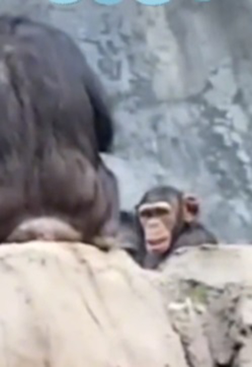 ลูกลิงเกเร ขว้างก้อนหินใส่คนในสวนสัตว์ เจอแม่หวดไม้เรียวสั่งสอน เอ๊ะ ทำไมคุ้น ๆ