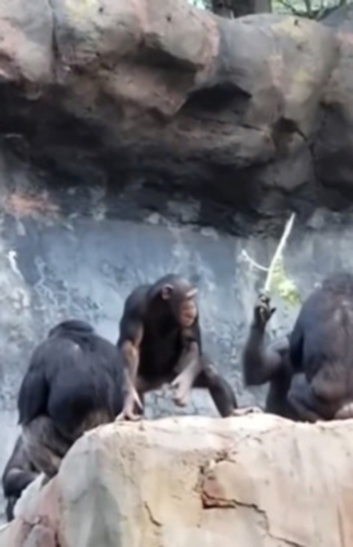 ลูกลิงเกเร ขว้างก้อนหินใส่คนในสวนสัตว์ เจอแม่หวดไม้เรียวสั่งสอน เอ๊ะ ทำไมคุ้น ๆ