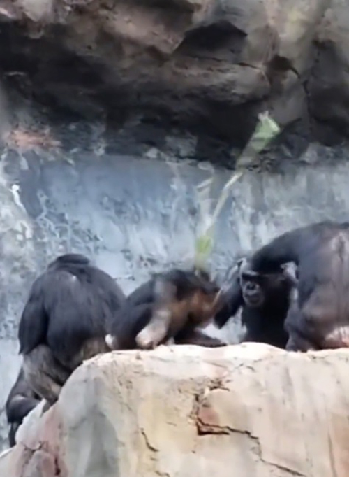 ลูกลิงเกเร ขว้างก้อนหินใส่คนในสวนสัตว์ เจอแม่หวดไม้เรียวสั่งสอน เอ๊ะ ทำไมคุ้น ๆ