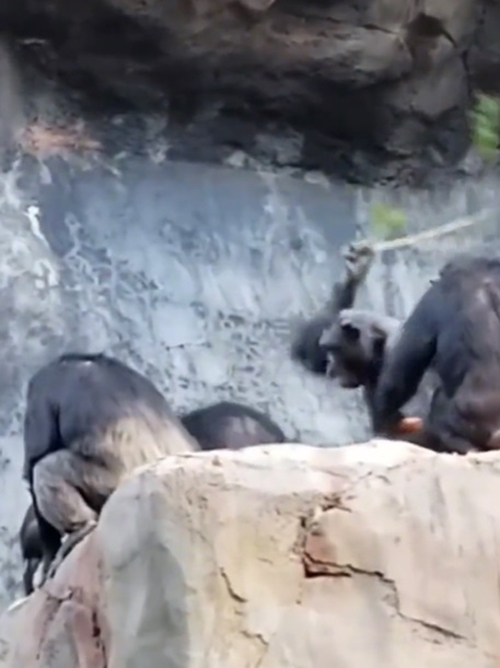 ลูกลิงเกเร ขว้างก้อนหินใส่คนในสวนสัตว์ เจอแม่หวดไม้เรียวสั่งสอน เอ๊ะ ทำไมคุ้น ๆ