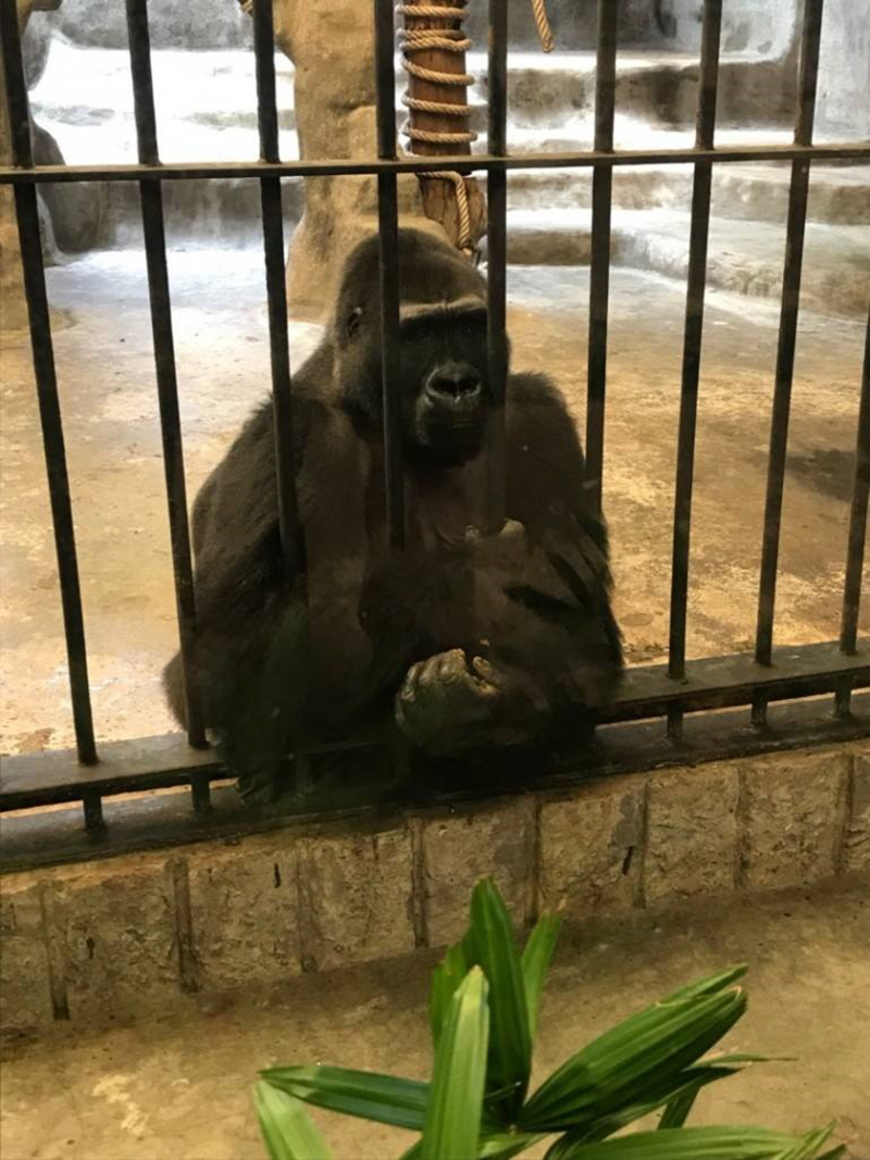 ผุดแพลนช่วย กอริลลาบัวน้อย กลับบ้านเกิดก่อนตาย แต่เจอตั้งราคาขาย 30 ล้าน !?