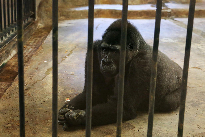 ผุดแพลนช่วย กอริลลาบัวน้อย กลับบ้านเกิดก่อนตาย แต่เจอตั้งราคาขาย 30 ล้าน !?