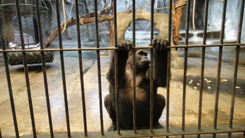 ผุดแพลนช่วย กอริลลาบัวน้อย กลับบ้านเกิดก่อนตาย แต่เจอตั้งราคาขาย 30 ล้าน !?