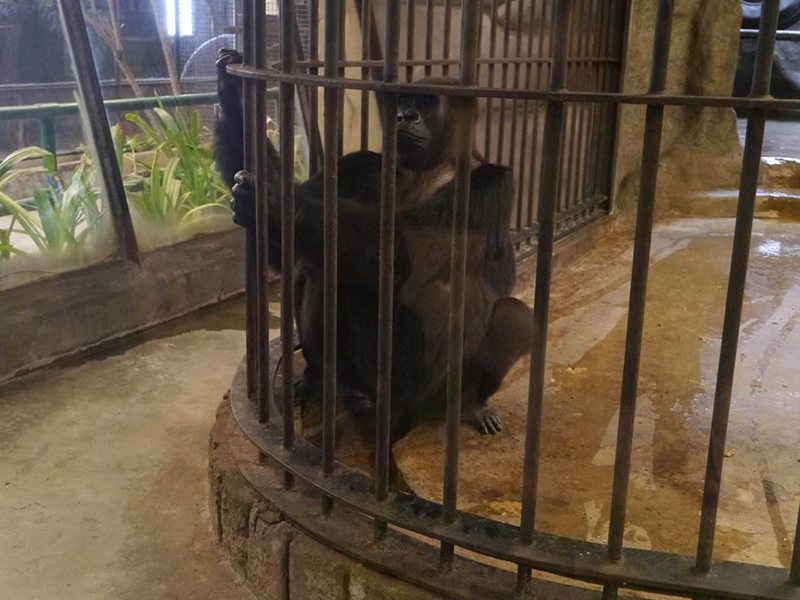 ผุดแพลนช่วย กอริลลาบัวน้อย กลับบ้านเกิดก่อนตาย แต่เจอตั้งราคาขาย 30 ล้าน !?