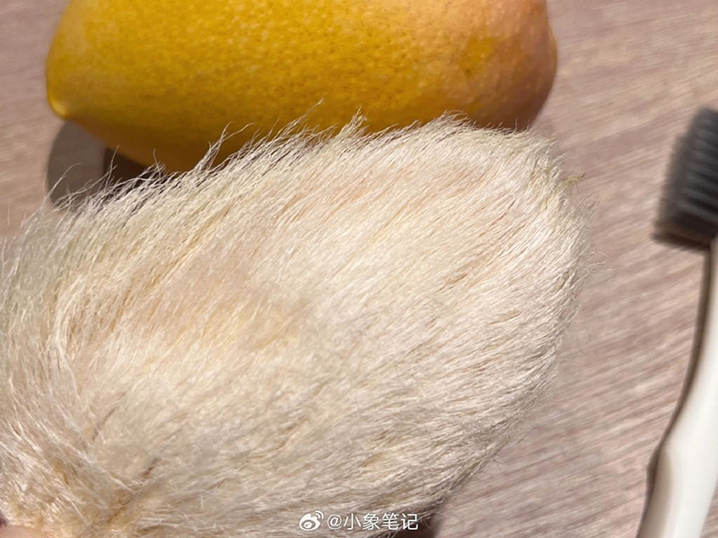 หมาแมวหลบไป ผุดเทรนใหม่เลี้ยงเม็ดมะม่วง น่ารักแบบนุ่มฟู ยิ่งแปรงขนยิ่งคิวต์