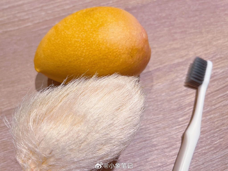 หมาแมวหลบไป ผุดเทรนใหม่เลี้ยงเม็ดมะม่วง น่ารักแบบนุ่มฟู ยิ่งแปรงขนยิ่งคิวต์