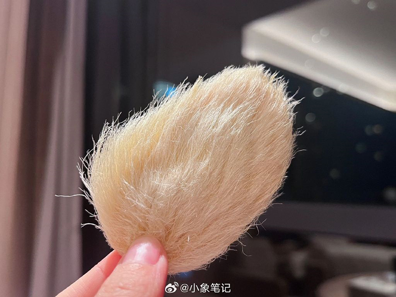 หมาแมวหลบไป ผุดเทรนใหม่เลี้ยงเม็ดมะม่วง น่ารักแบบนุ่มฟู ยิ่งแปรงขนยิ่งคิวต์