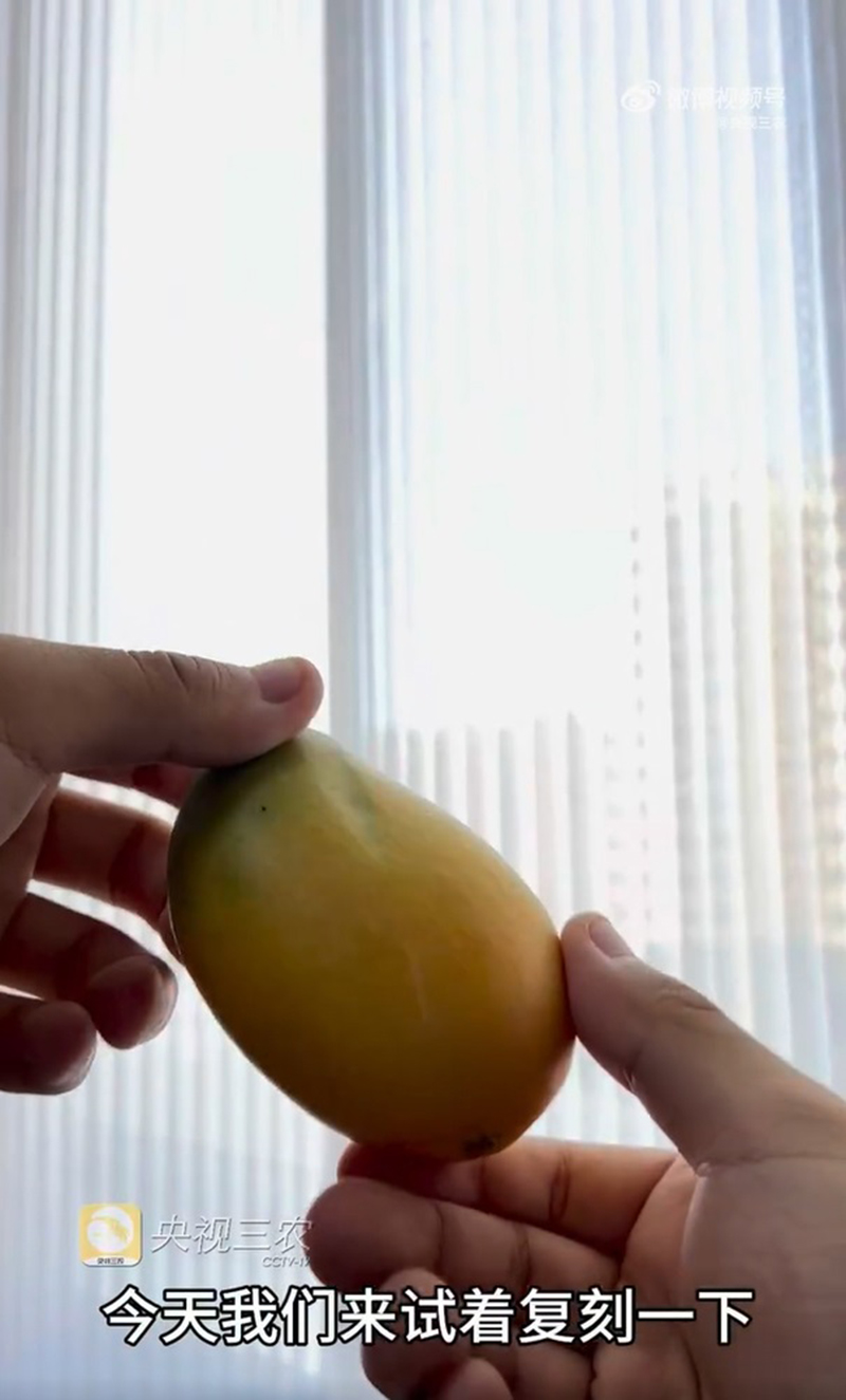 หมาแมวหลบไป ผุดเทรนใหม่เลี้ยงเม็ดมะม่วง น่ารักแบบนุ่มฟู ยิ่งแปรงขนยิ่งคิวต์