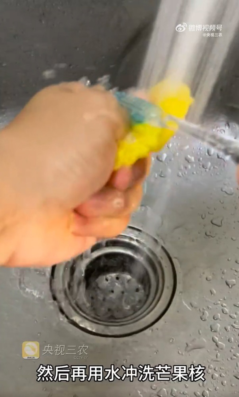 หมาแมวหลบไป ผุดเทรนใหม่เลี้ยงเม็ดมะม่วง น่ารักแบบนุ่มฟู ยิ่งแปรงขนยิ่งคิวต์