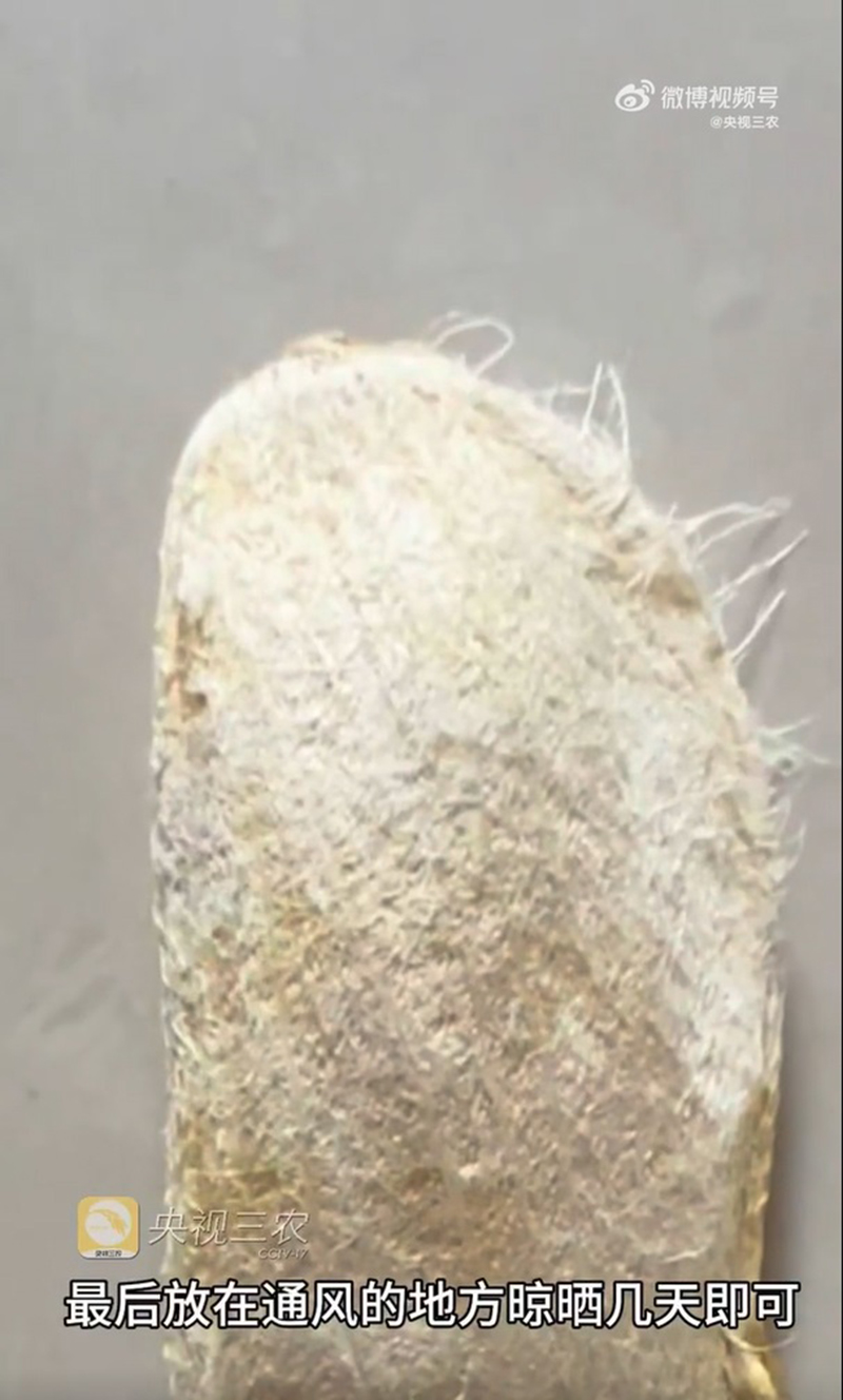 หมาแมวหลบไป ผุดเทรนใหม่เลี้ยงเม็ดมะม่วง น่ารักแบบนุ่มฟู ยิ่งแปรงขนยิ่งคิวต์