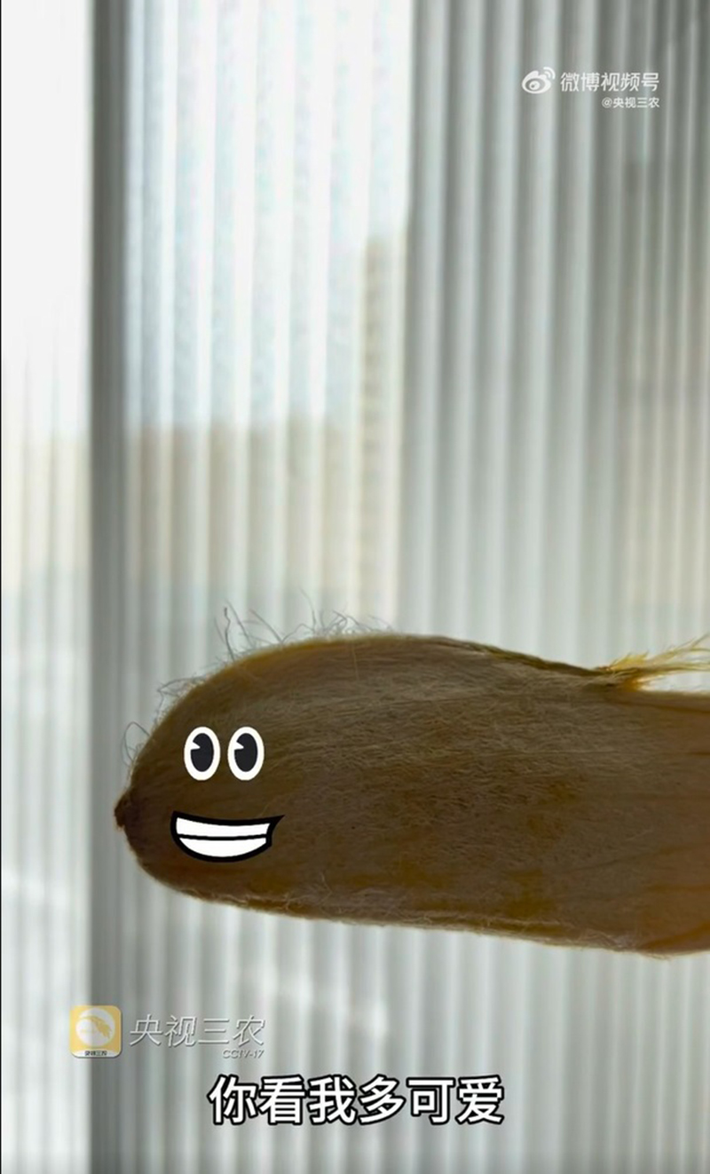 หมาแมวหลบไป ผุดเทรนใหม่เลี้ยงเม็ดมะม่วง น่ารักแบบนุ่มฟู ยิ่งแปรงขนยิ่งคิวต์