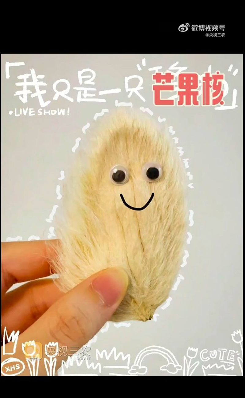 หมาแมวหลบไป ผุดเทรนใหม่เลี้ยงเม็ดมะม่วง น่ารักแบบนุ่มฟู ยิ่งแปรงขนยิ่งคิวต์