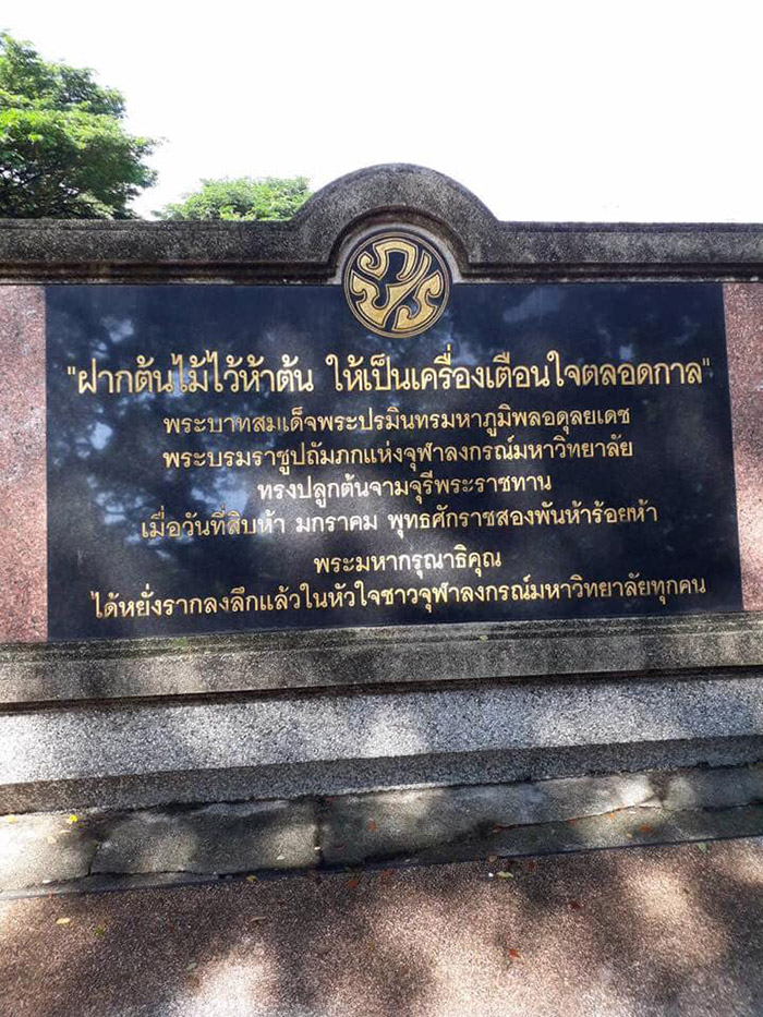 ต้นจามจุรี ร.9