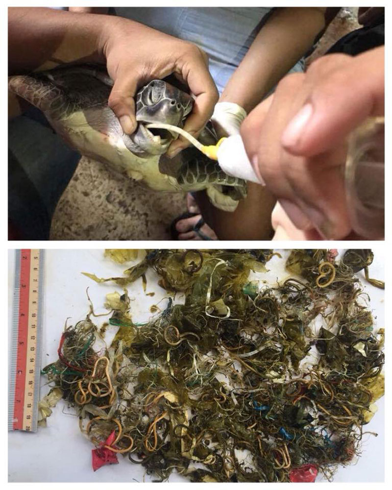 เต่าตนุกินขยะ